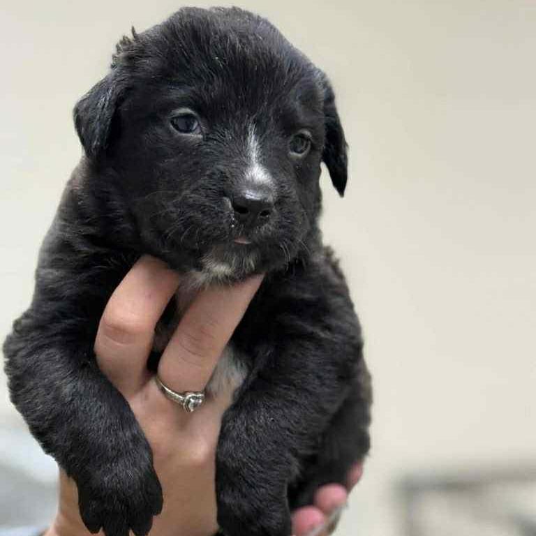 CT Birch, Adoptable, Puppy Male Shepherd.