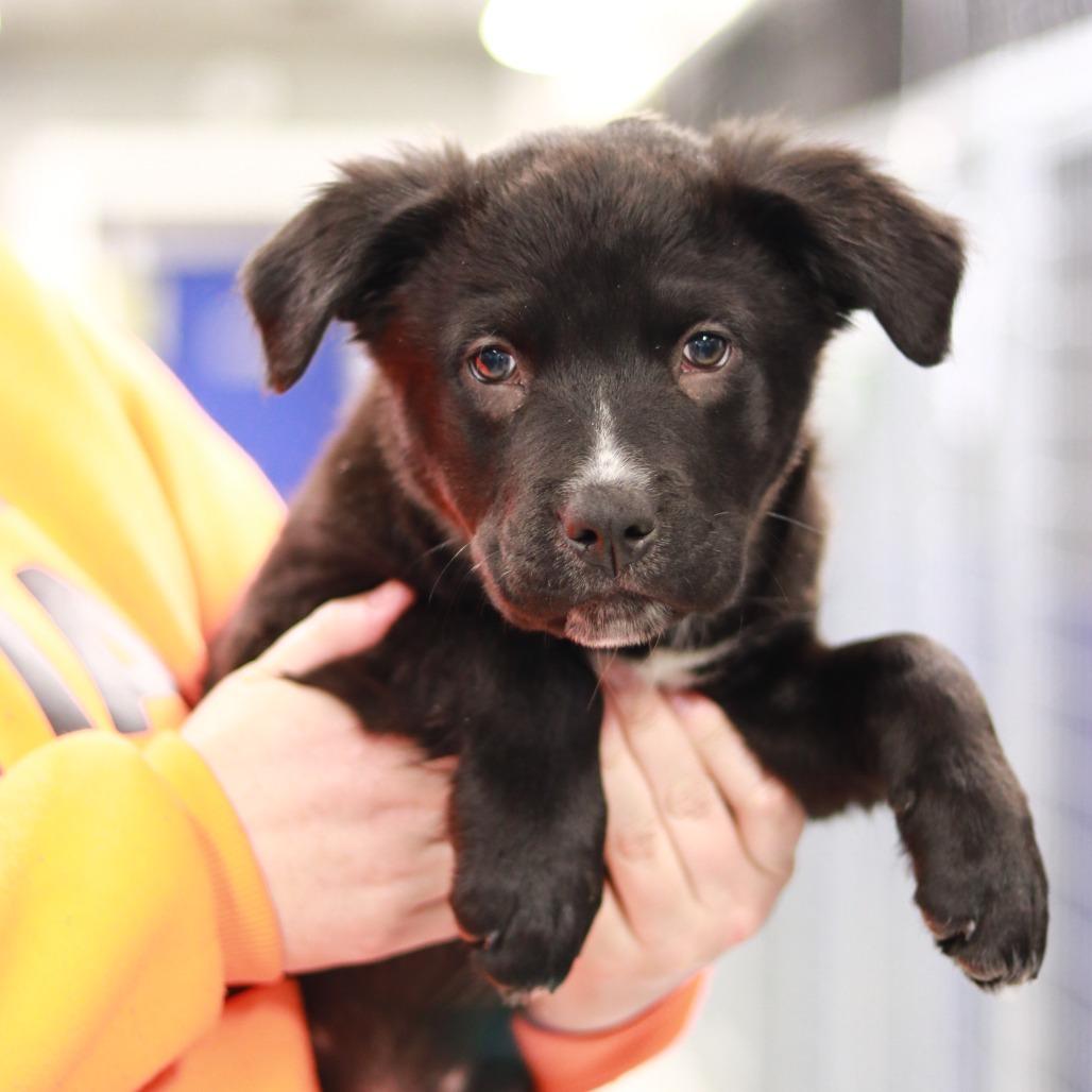 Ct Birch thumbnail 3