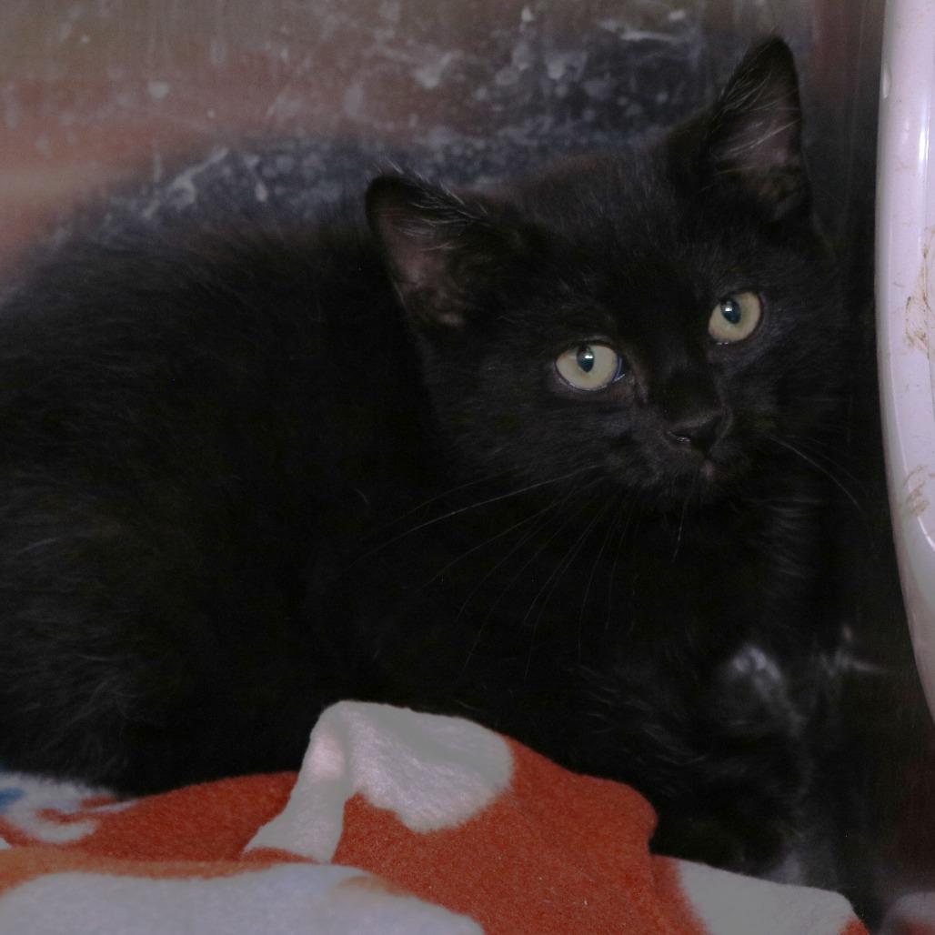 Floyd (26-2K-2), Adoptable, Kitten Male Domestic Short Hair.