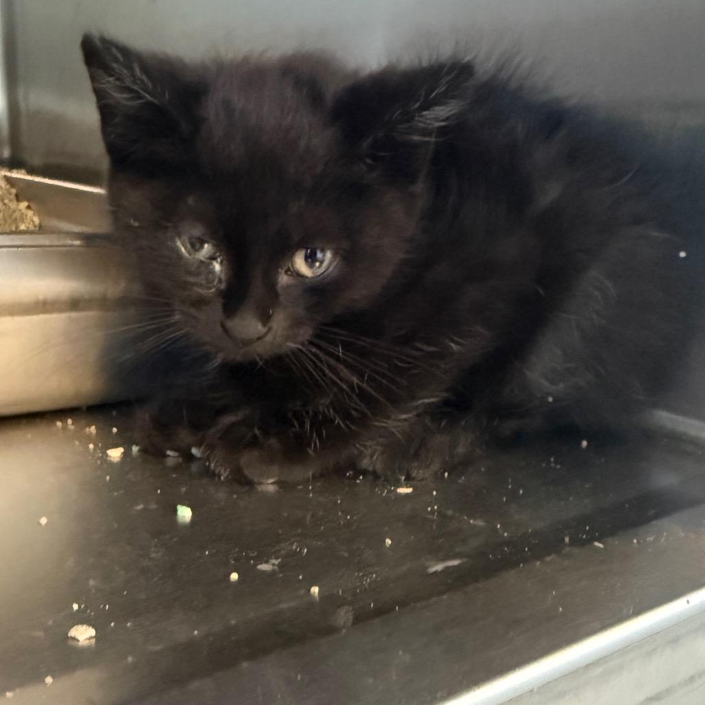 Floyd (26-2K-2), a Adoptable Domestic Short Hair in Rifle, CO image 2/3