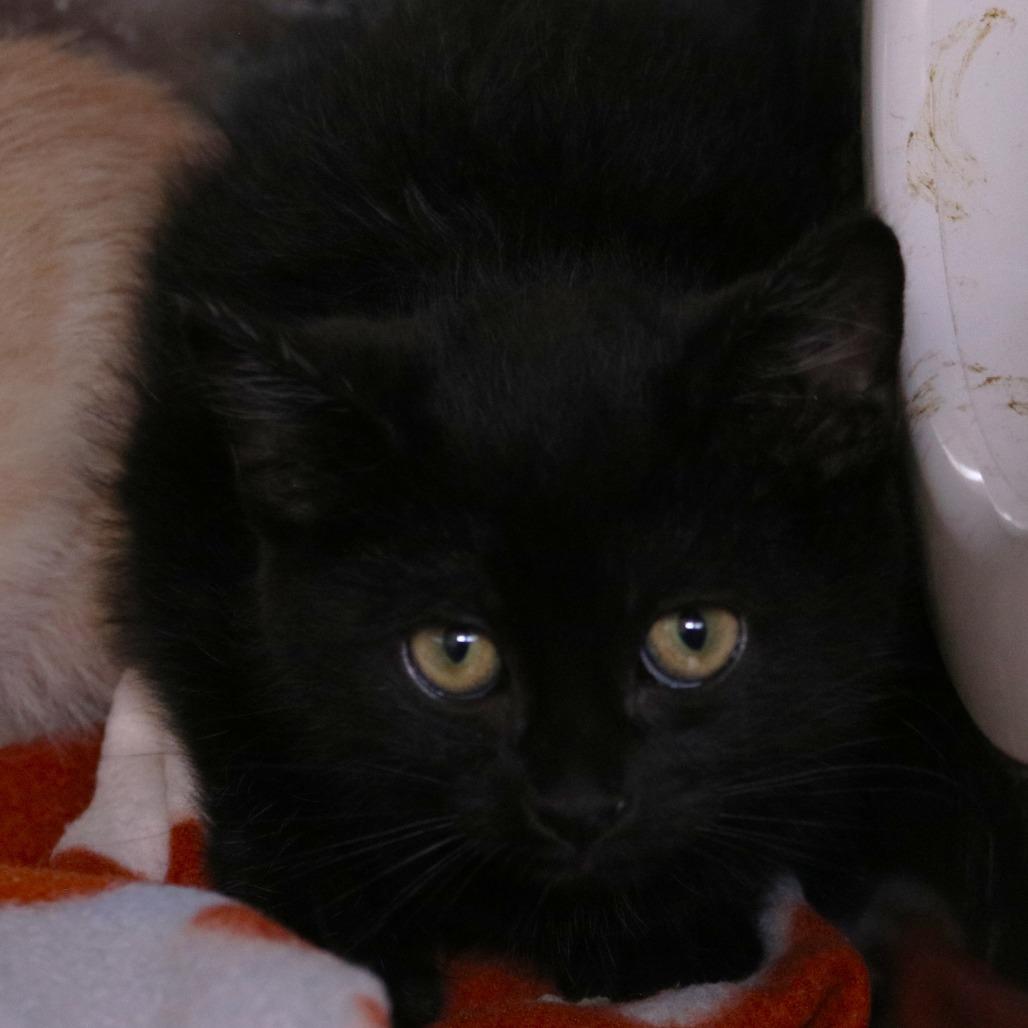 Floyd (26-2K-2), a Adoptable Domestic Short Hair in Rifle, CO image 3/3