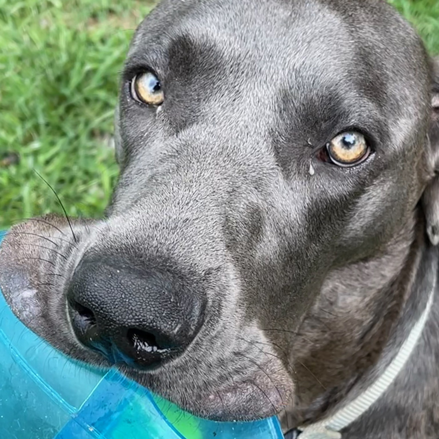Flint, Adoptable, Adult Male Weimaraner.