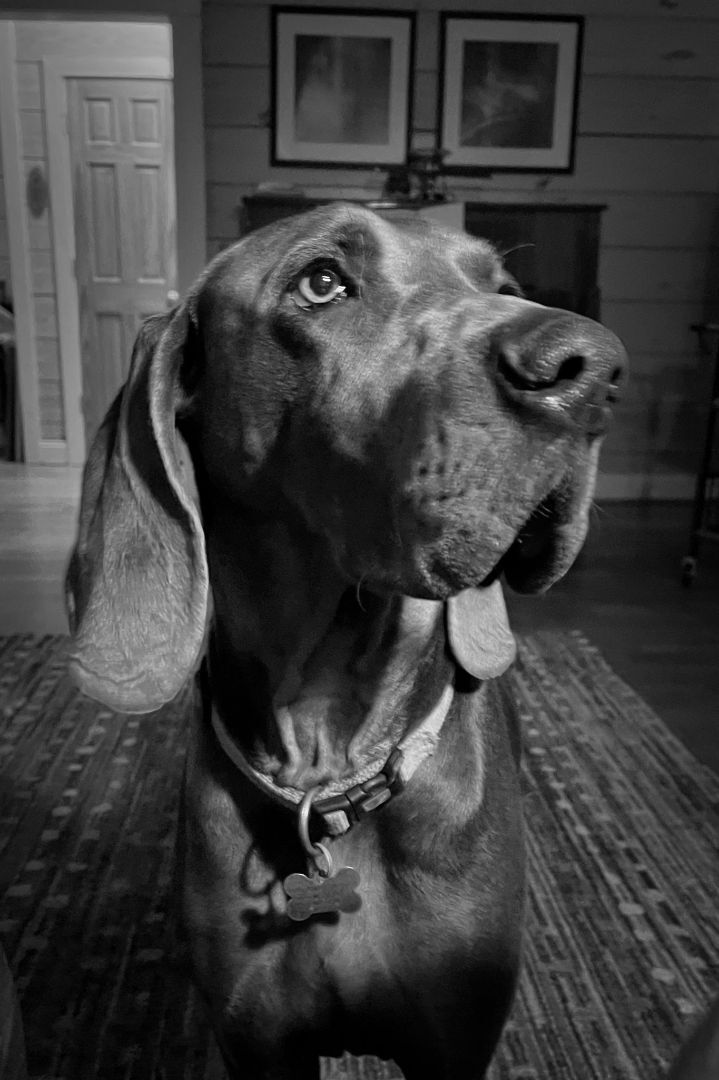 Flint, a Adoptable Weimaraner in Birmingham, AL image 3/12