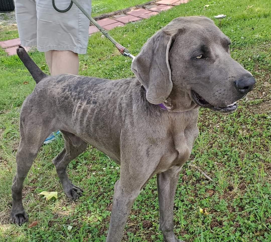 Flint, a Adoptable Weimaraner in Birmingham, AL image 4/12