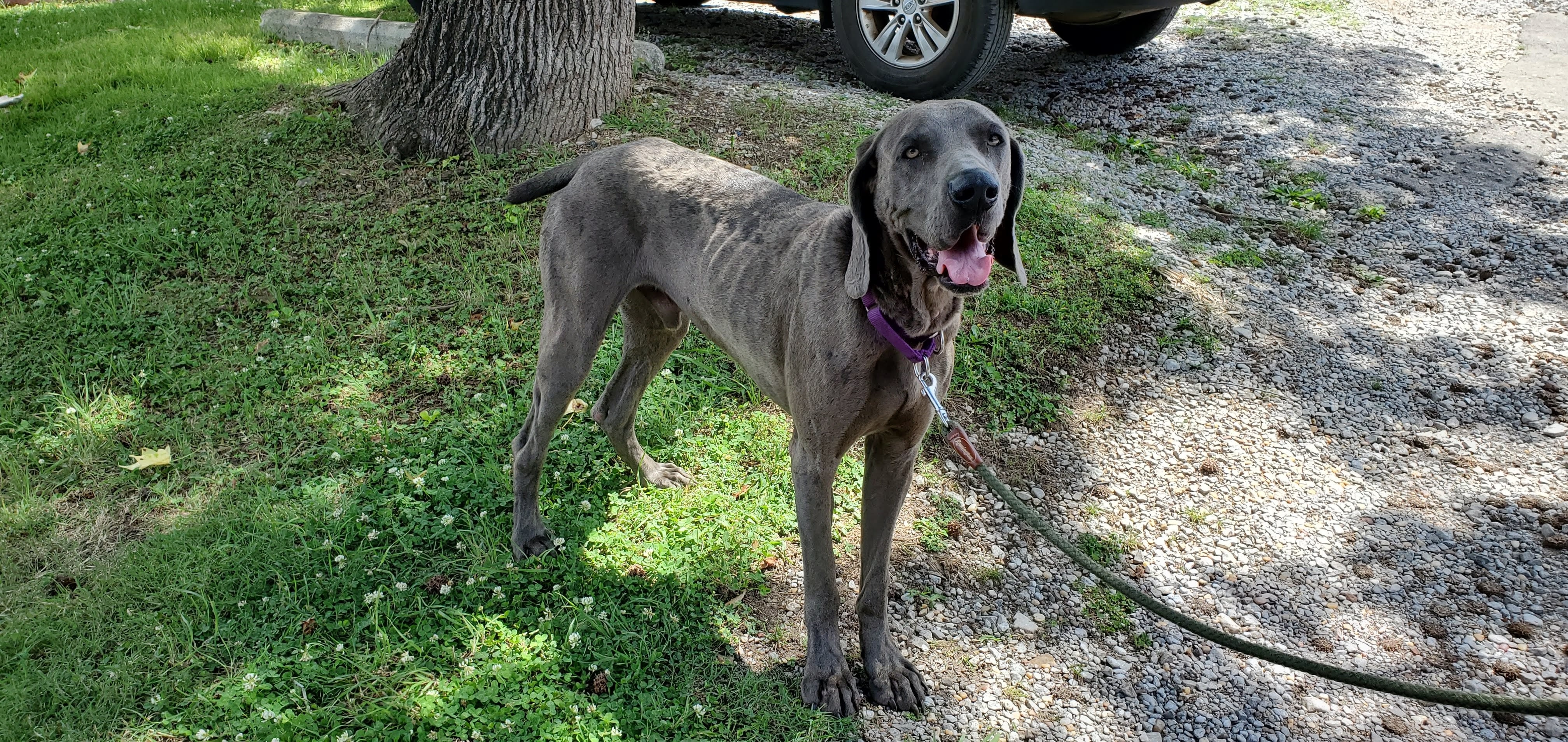 Flint, a Adoptable Weimaraner in Birmingham, AL image 5/12