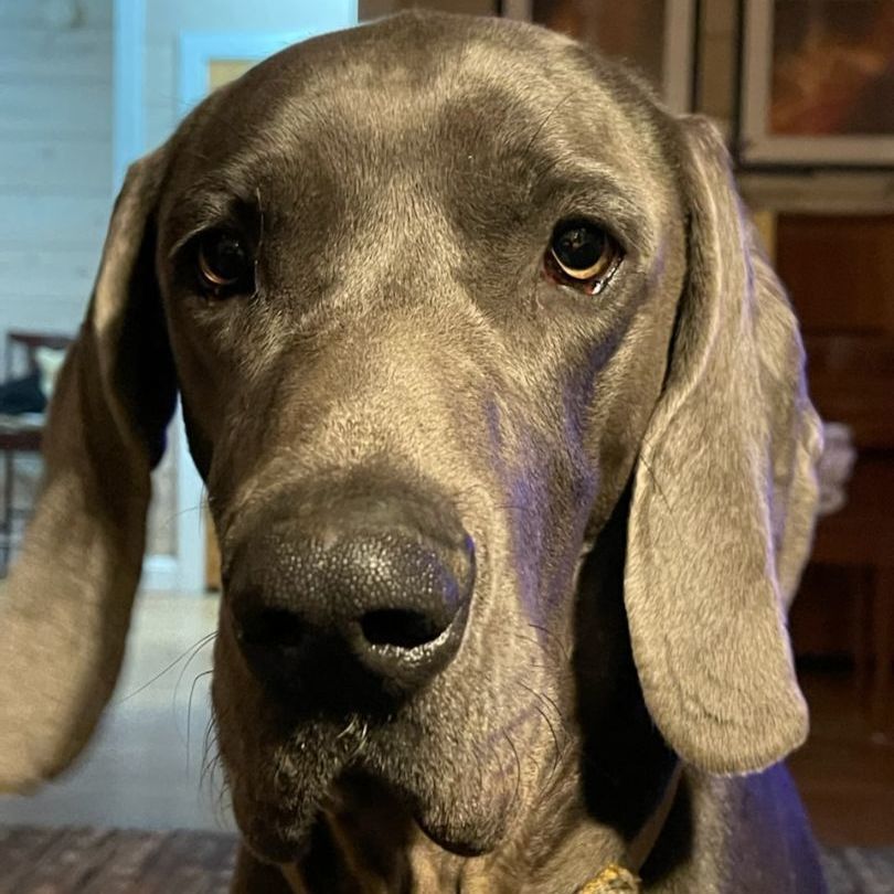 Flint, a Adoptable Weimaraner in Birmingham, AL image 6/12