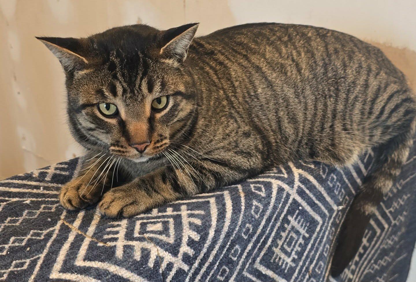Tyrone, ADOPTABLE, Adult Male Tabby.