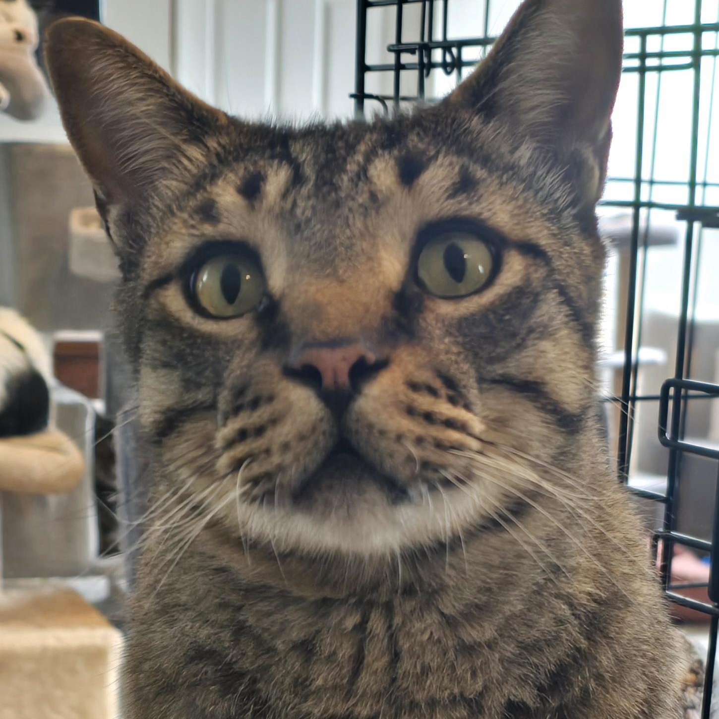 Tyrone, ADOPTABLE, Adult Male Tabby.