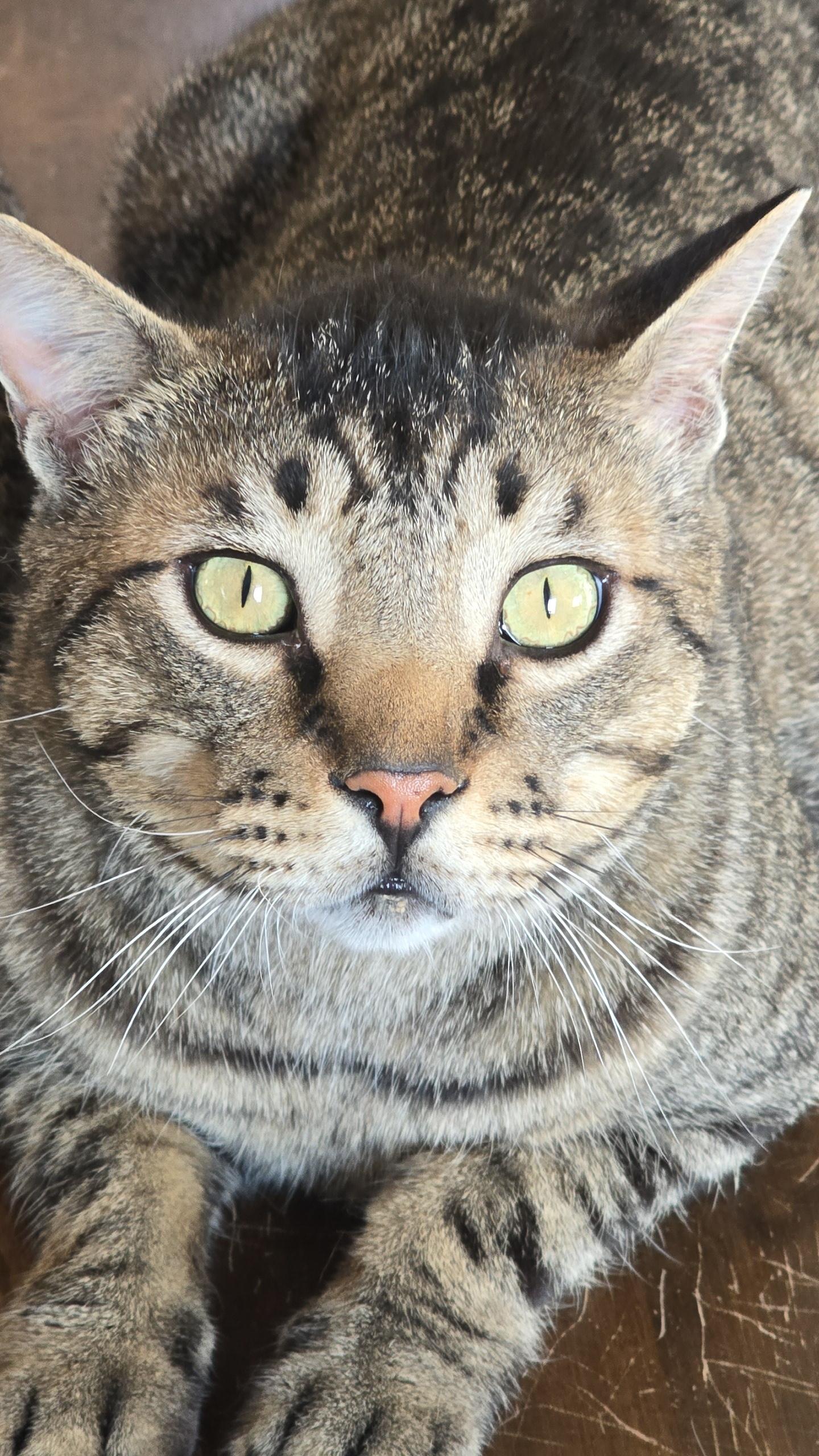 Tyrone, a ADOPTABLE Tabby in Stevensville, ON image 2/2