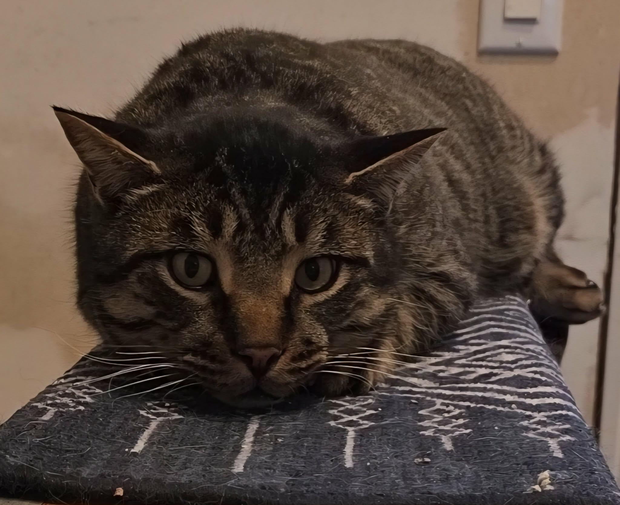 Enlarge Tyrone, a ADOPTABLE Tabby in Stevensville, ON image 1/2