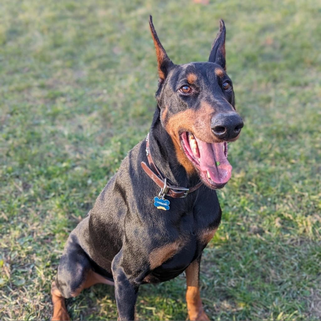 7736 Heis - I'm a SSNAP Dog, Adoptable, Senior Male Doberman Pinscher.