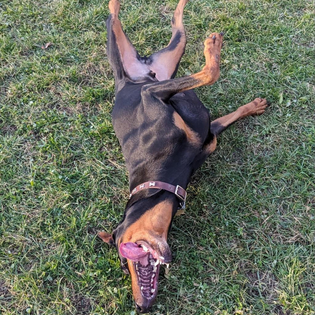 7736 Heis - I'm a SSNAP Dog — thumbnail 2