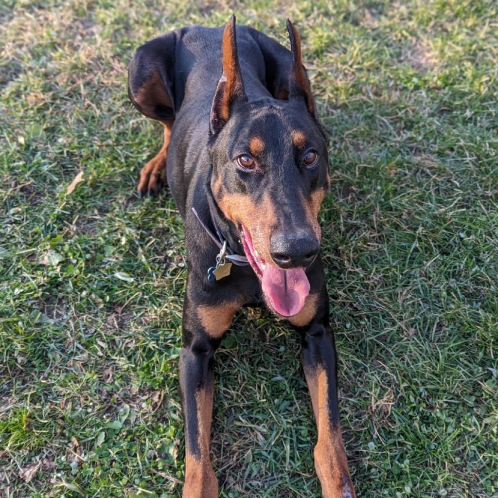 Enlarge 7736 Heis - I'm a SSNAP Dog, a Adoptable Doberman Pinscher in Sandown, NH image 3/3