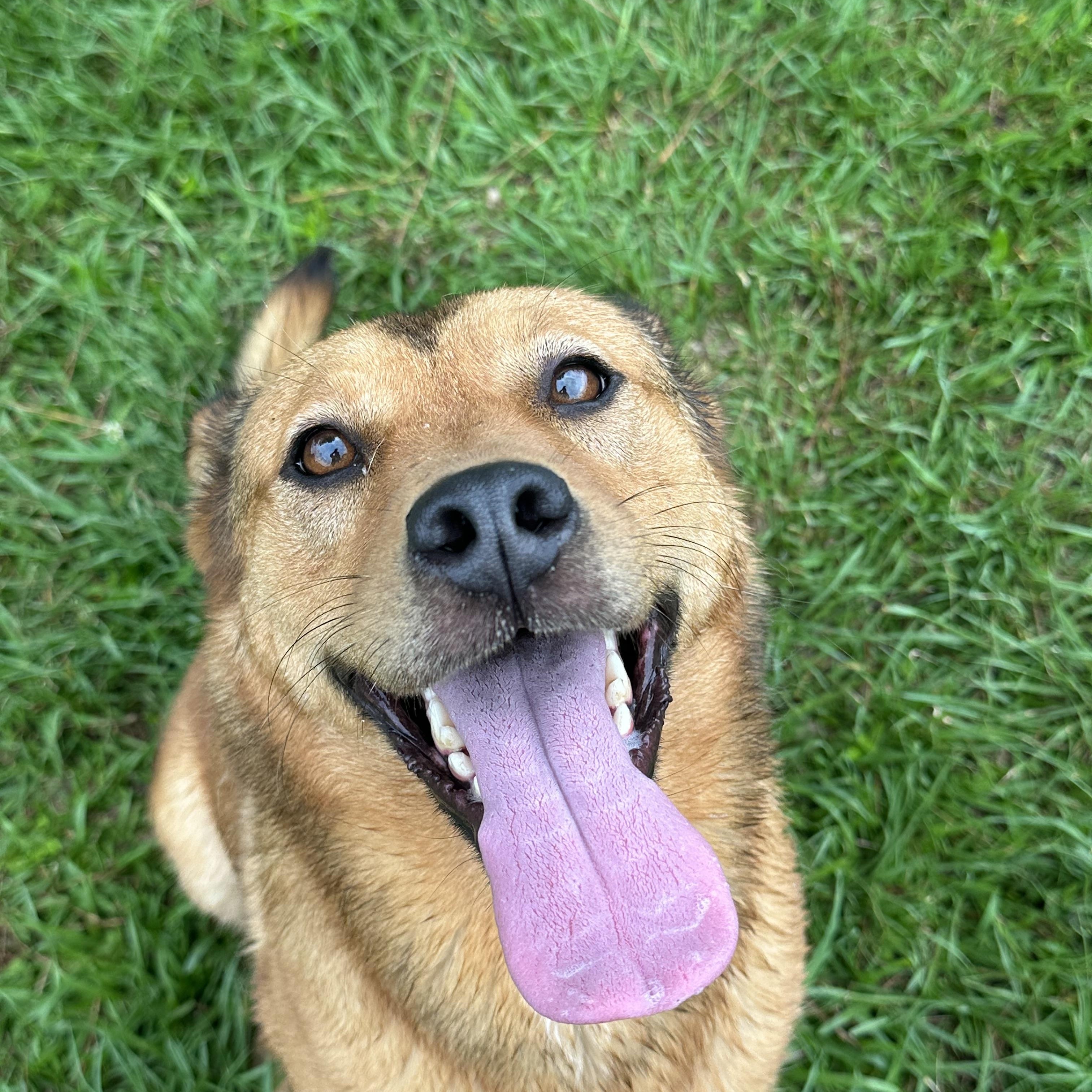 Kai, adoptable, Adult Female Mixed Breed.