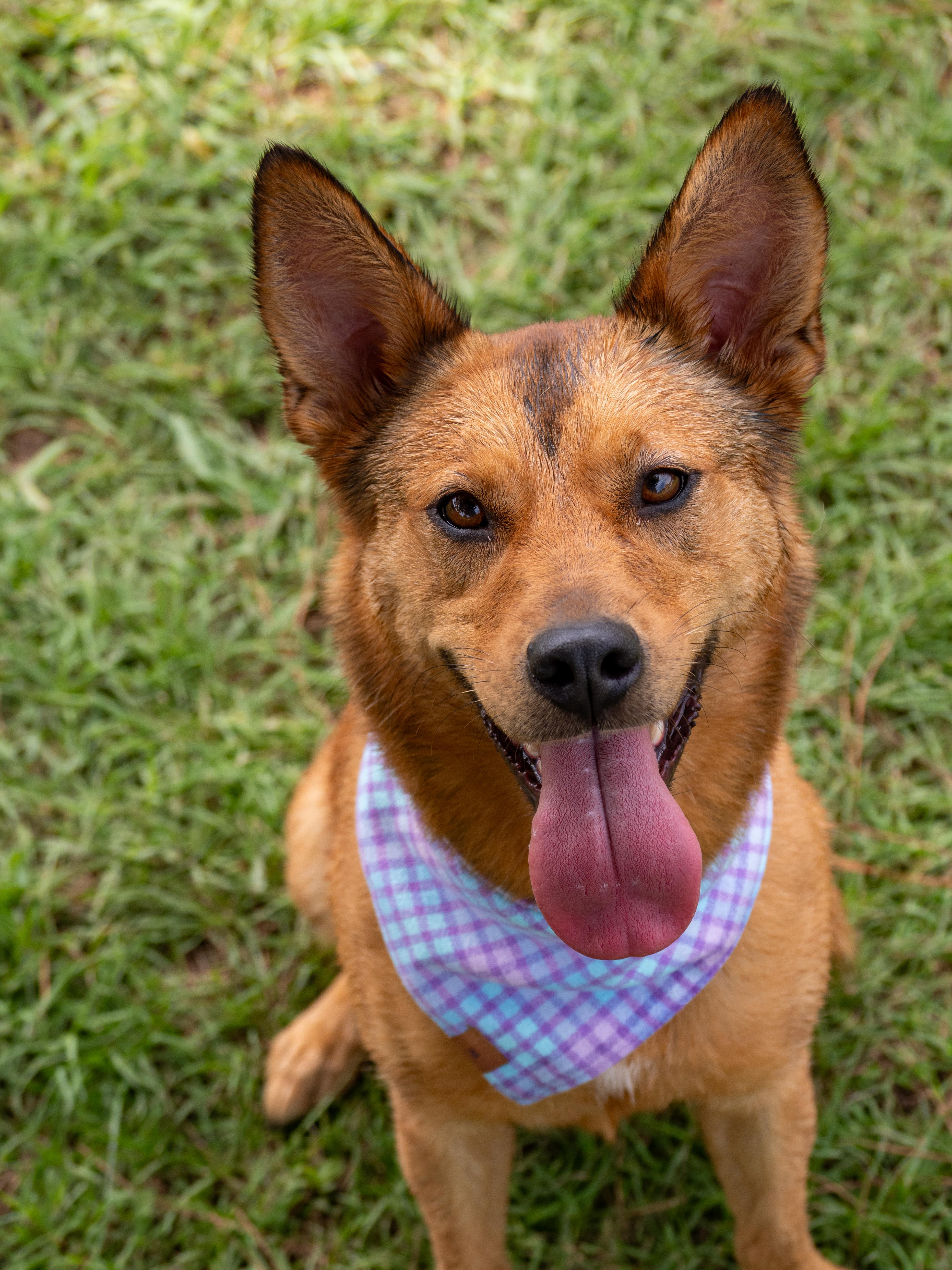 Kai, adoptable, Adult Female Mixed Breed.