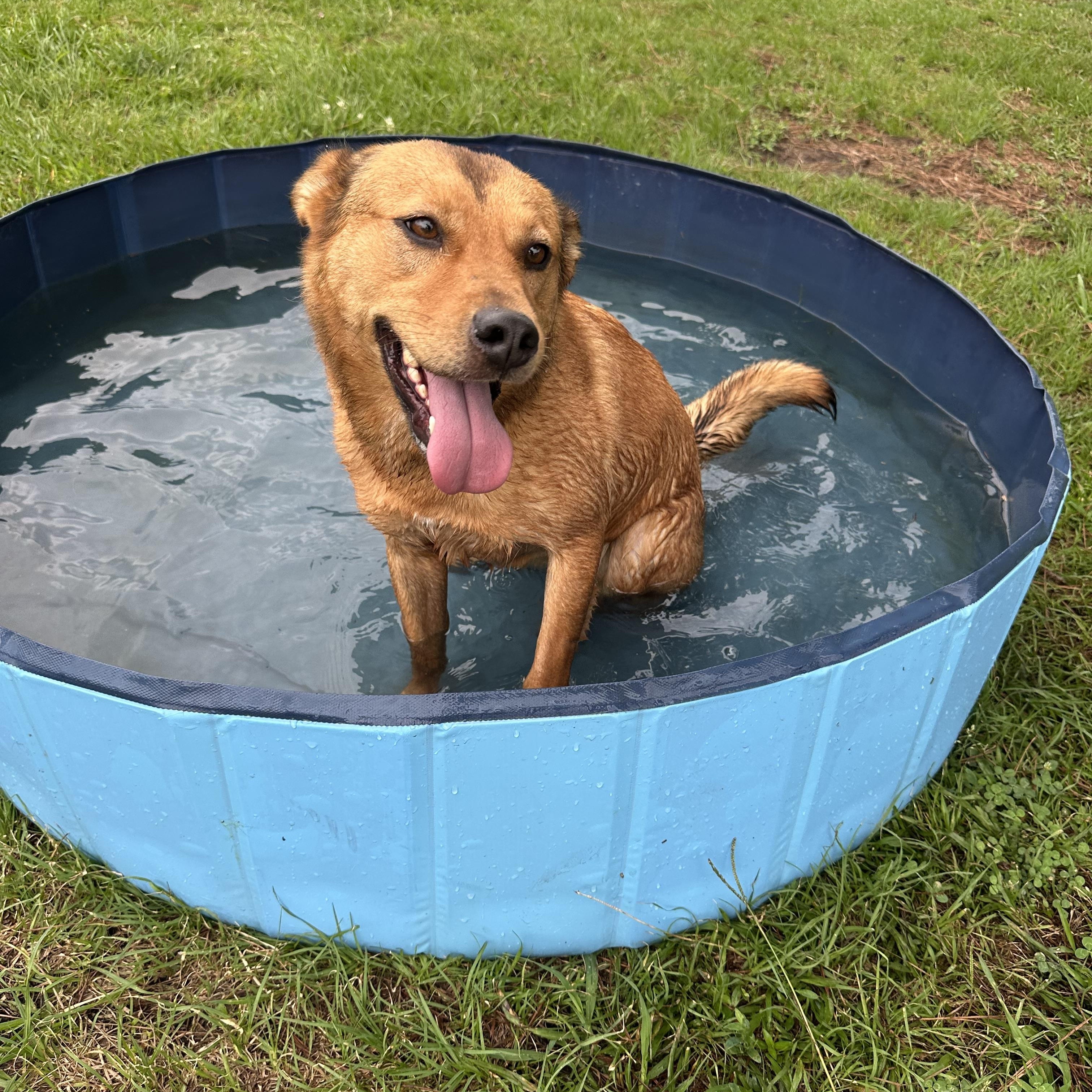 Enlarge Kai, an adoptable Mixed Breed in Myrtle Beach, SC image 2/3