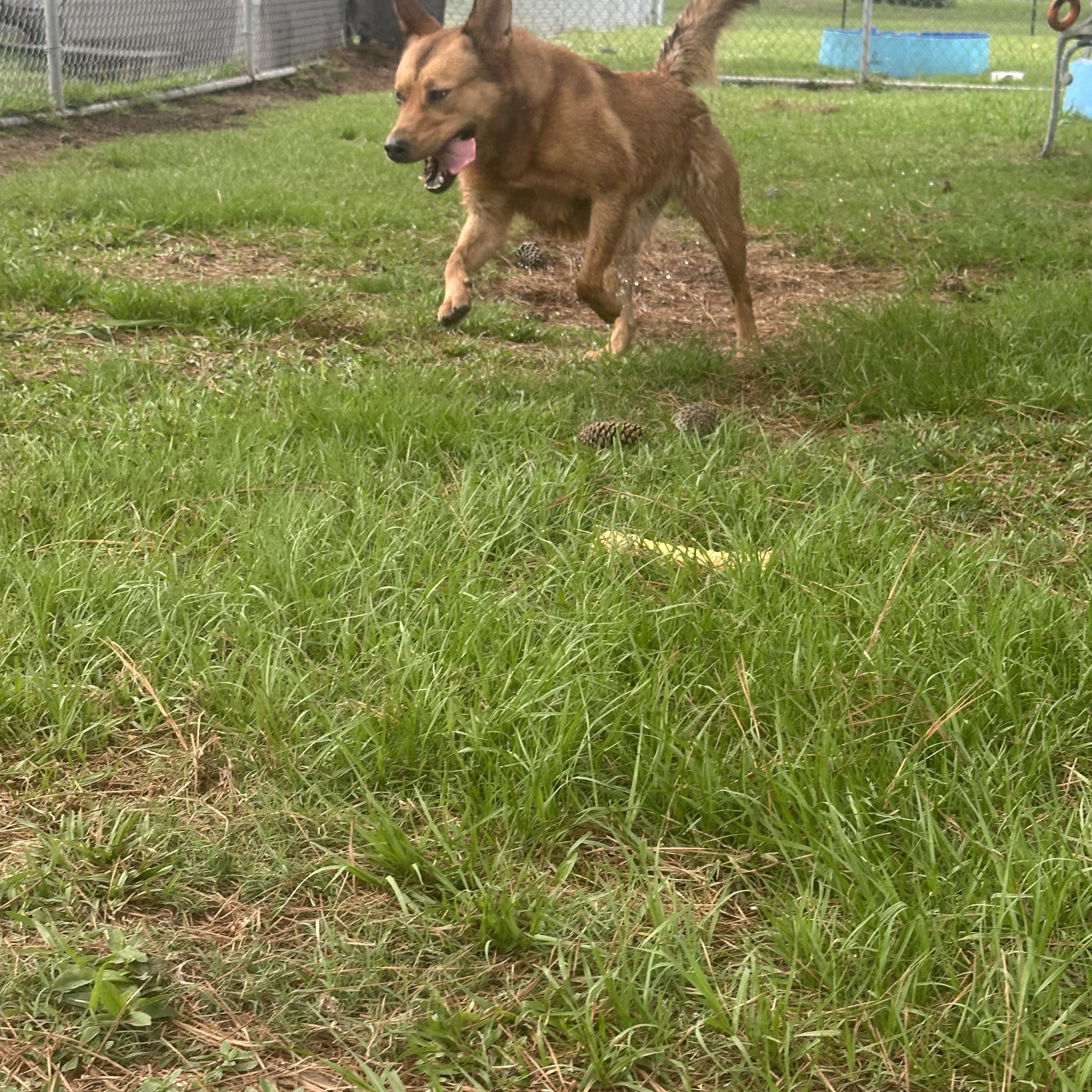 Enlarge Kai, an adoptable Mixed Breed in Myrtle Beach, SC image 3/3