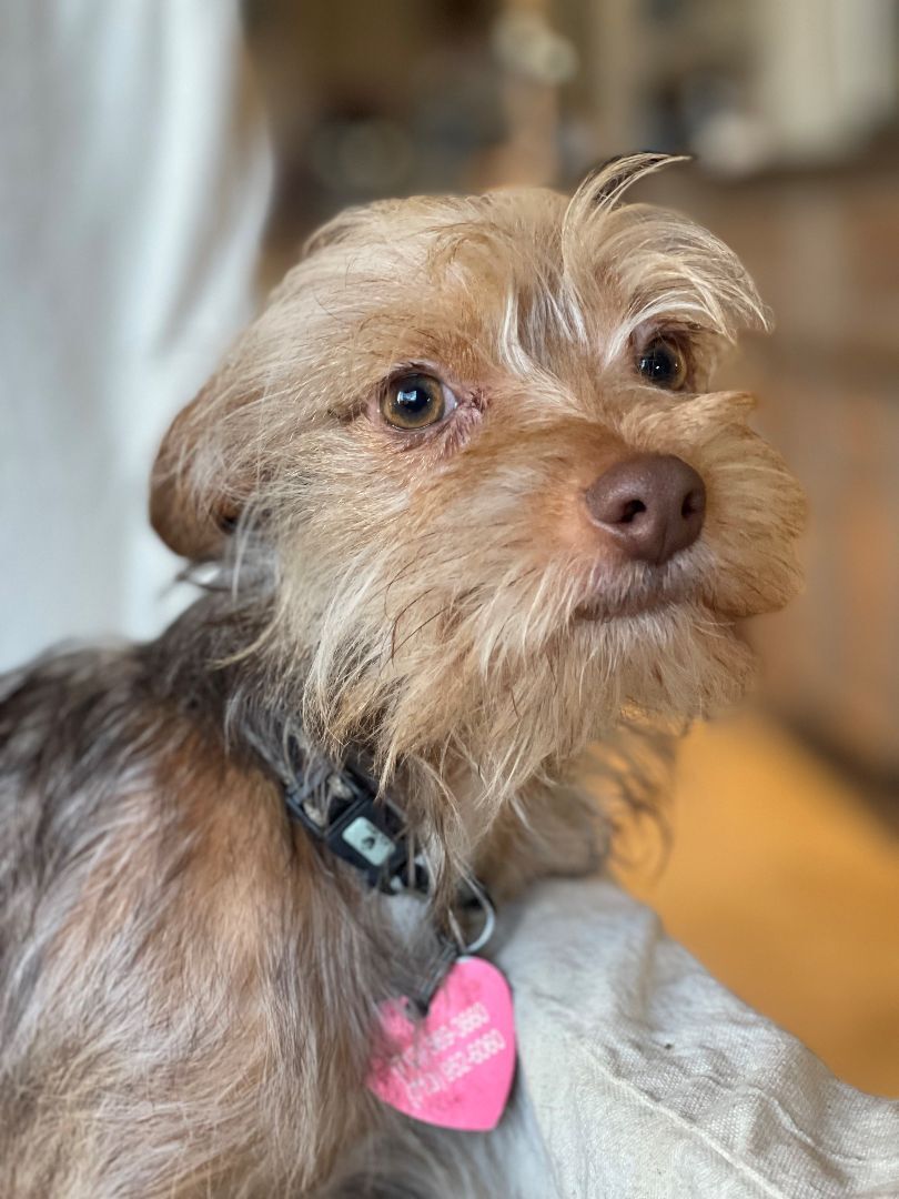 Enlarge Nino, a Adoptable mixed breed in Richmond, TX image 1/4