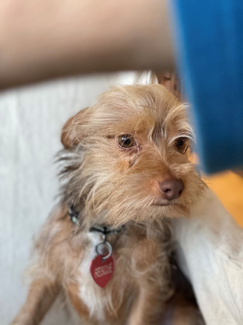 Enlarge Nino, a Adoptable mixed breed in Richmond, TX image 2/4