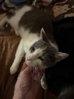 Edgar, Adoptable, Adult Male Domestic Short Hair.