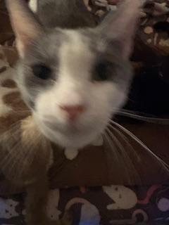 Edgar, a Adoptable Domestic Short Hair in Mesquite, TX image 4/6