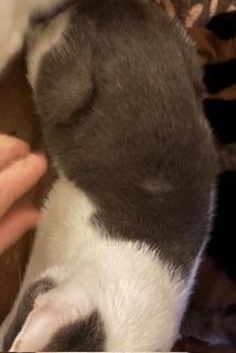 Edgar, a Adoptable Domestic Short Hair in Mesquite, TX image 5/6