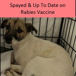 Enlarge 947 (2025) Sara, a Adoptable mixed breed in Parker, CO image 1/6