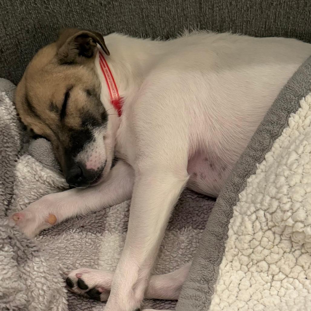 Enlarge 947 (2025) Sara, a Adoptable mixed breed in Parker, CO image 2/6