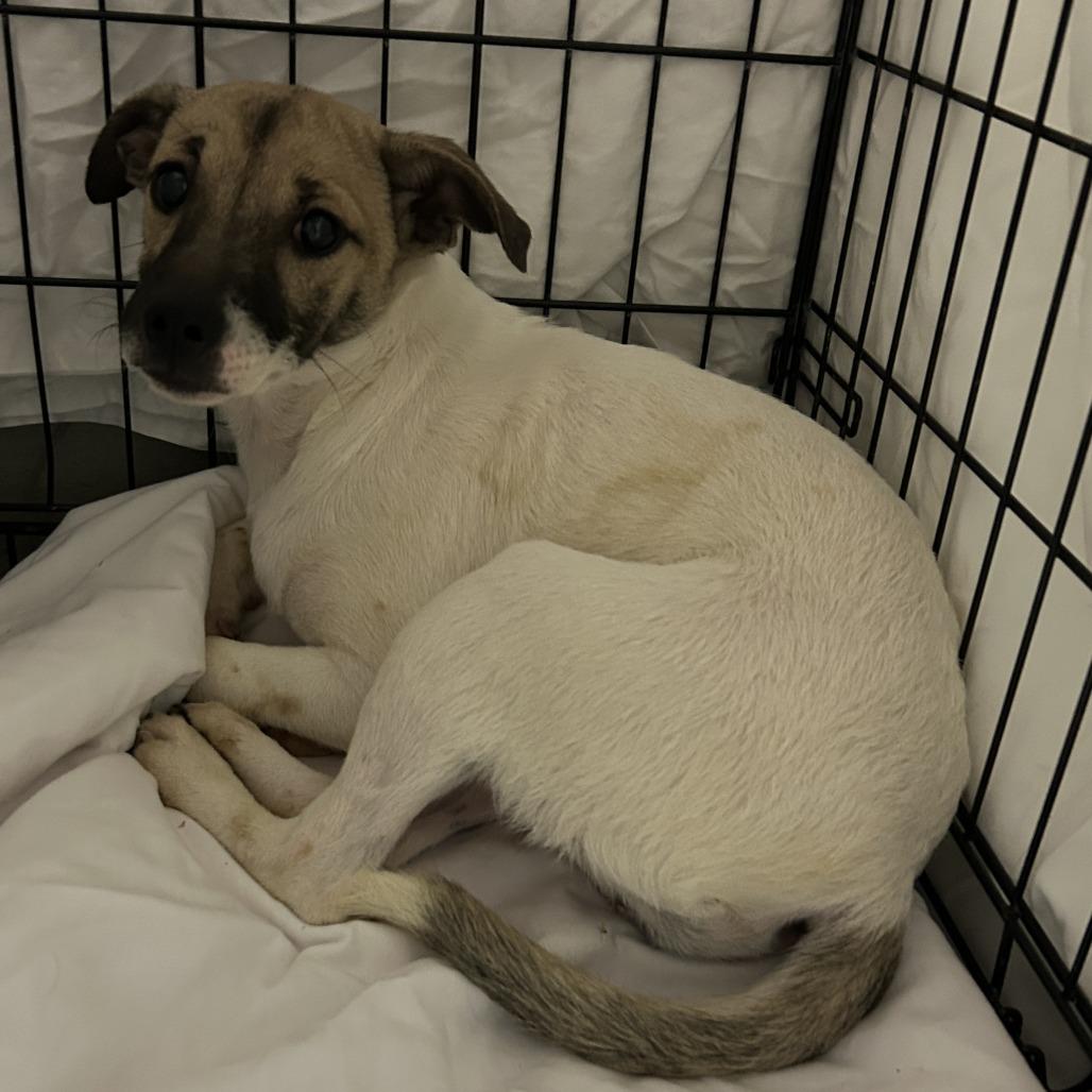 Enlarge 947 (2025) Sara, a Adoptable mixed breed in Parker, CO image 3/6