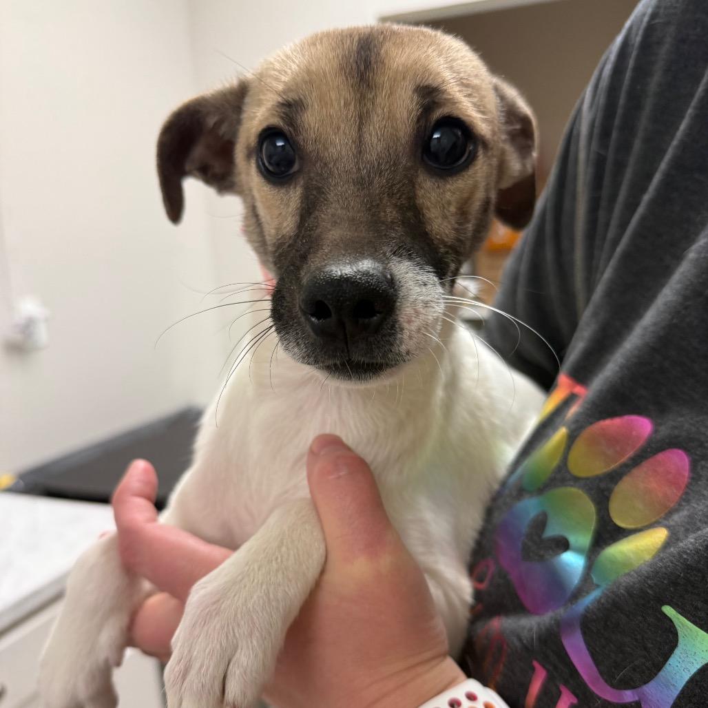 Enlarge 947 (2025) Sara, a Adoptable mixed breed in Parker, CO image 4/6