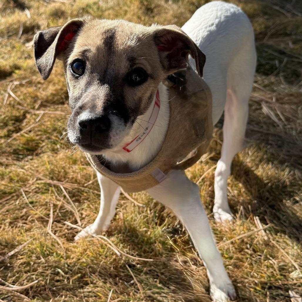 Enlarge 947 (2025) Sara, a Adoptable mixed breed in Parker, CO image 5/6