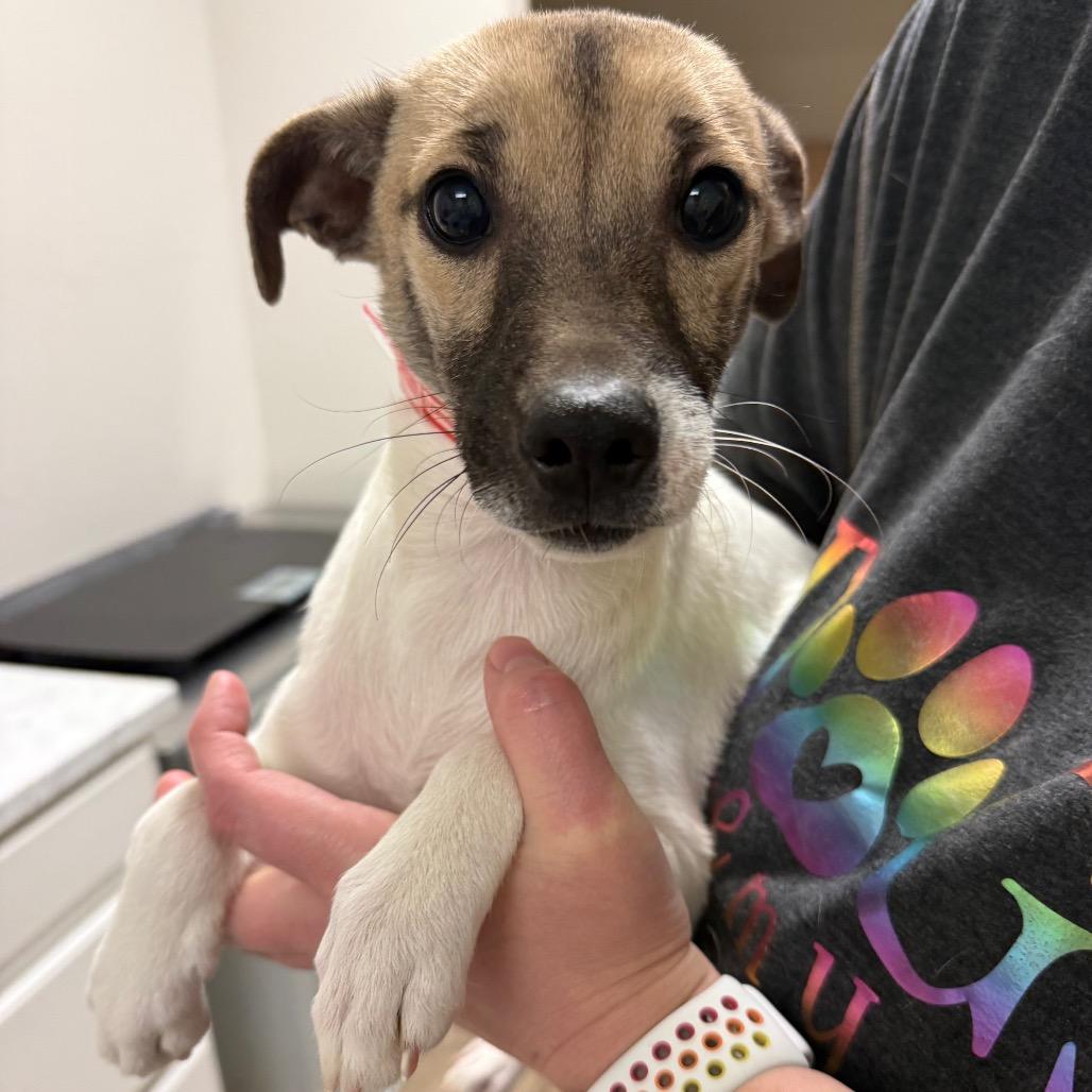 Enlarge 947 (2025) Sara, a Adoptable mixed breed in Parker, CO image 6/6