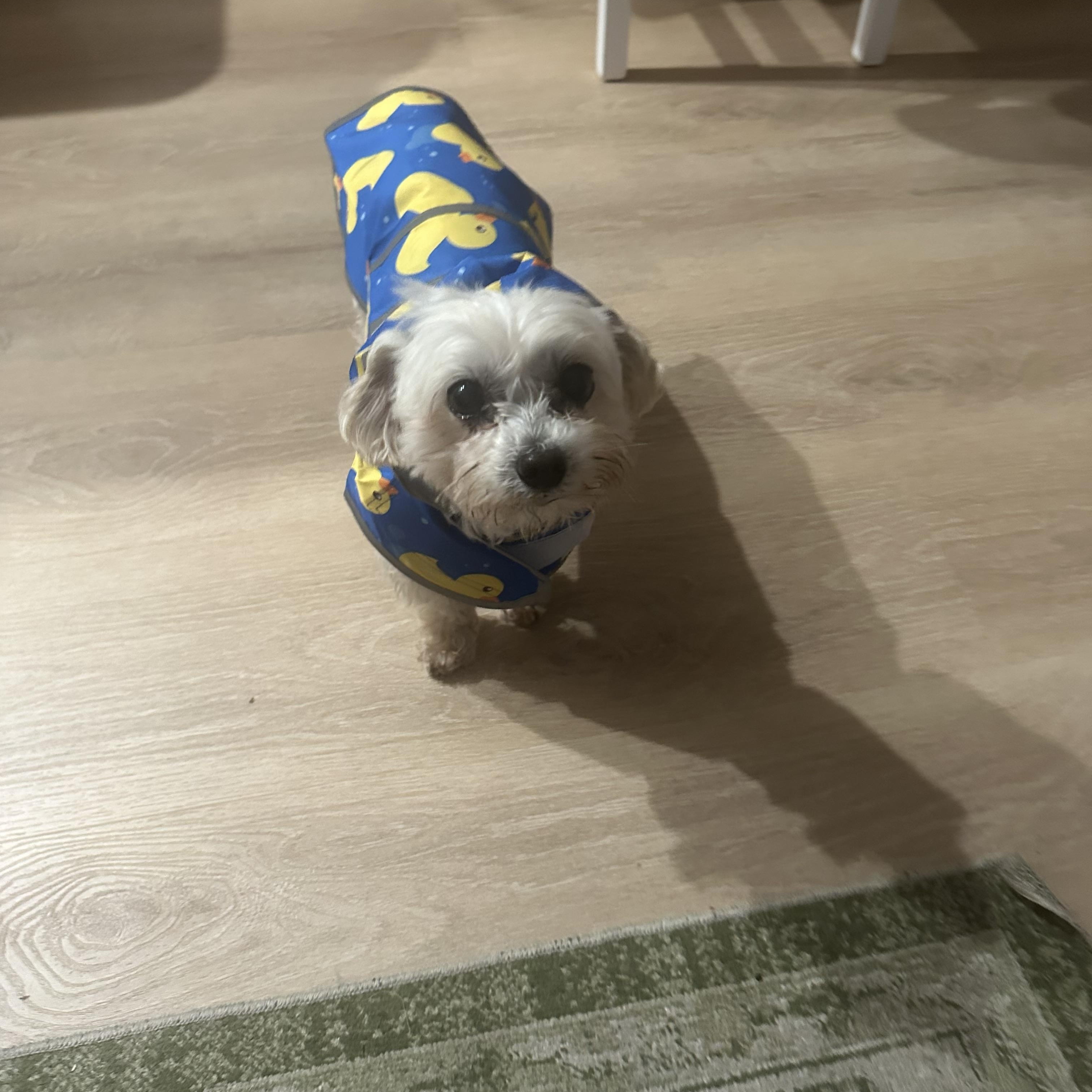 Dalton, a Adoptable mixed breed in West Hollywood, CA image 4/6