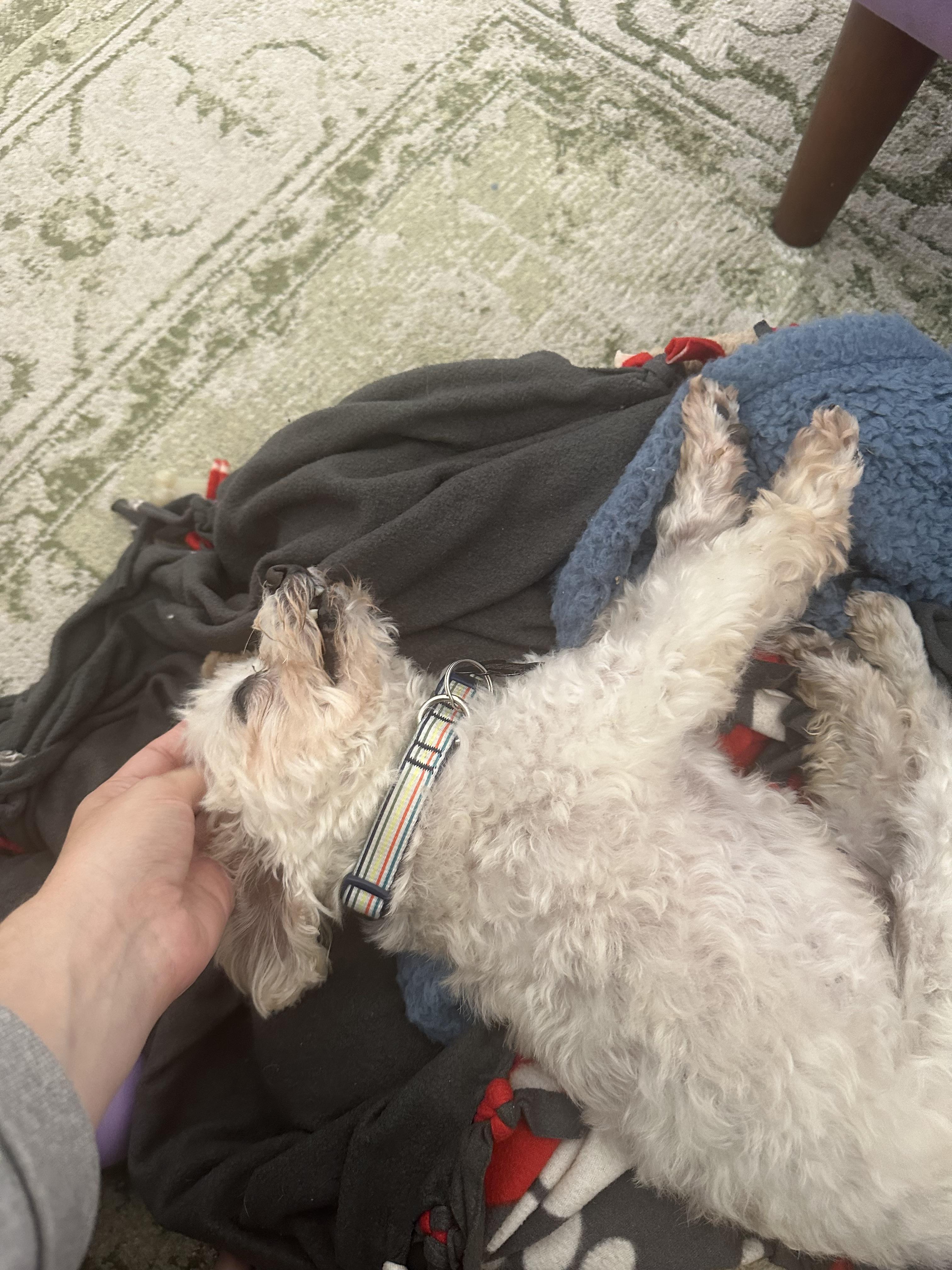 Dalton, a Adoptable mixed breed in West Hollywood, CA image 6/6