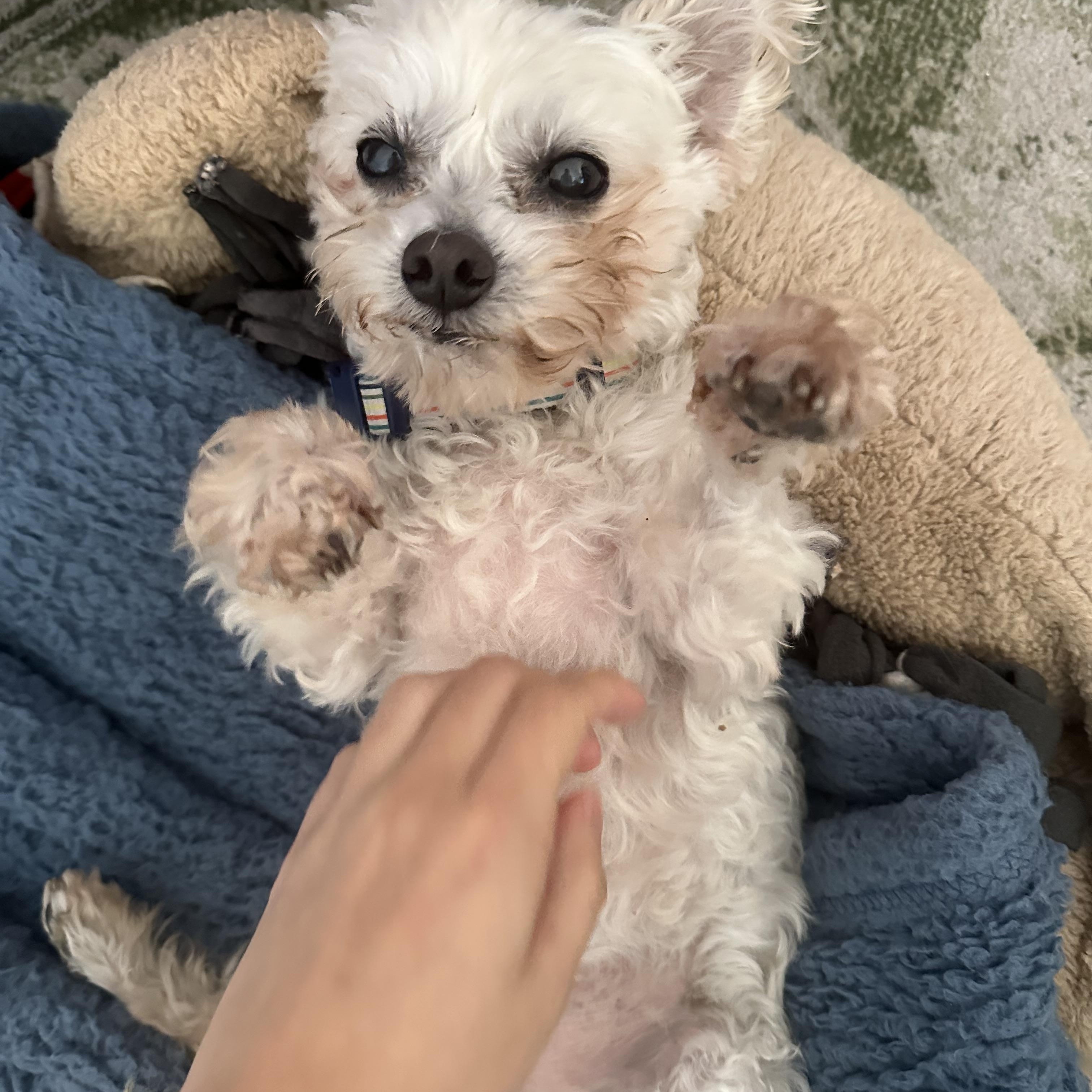 Dalton, Adoptable, Senior Male Terrier.