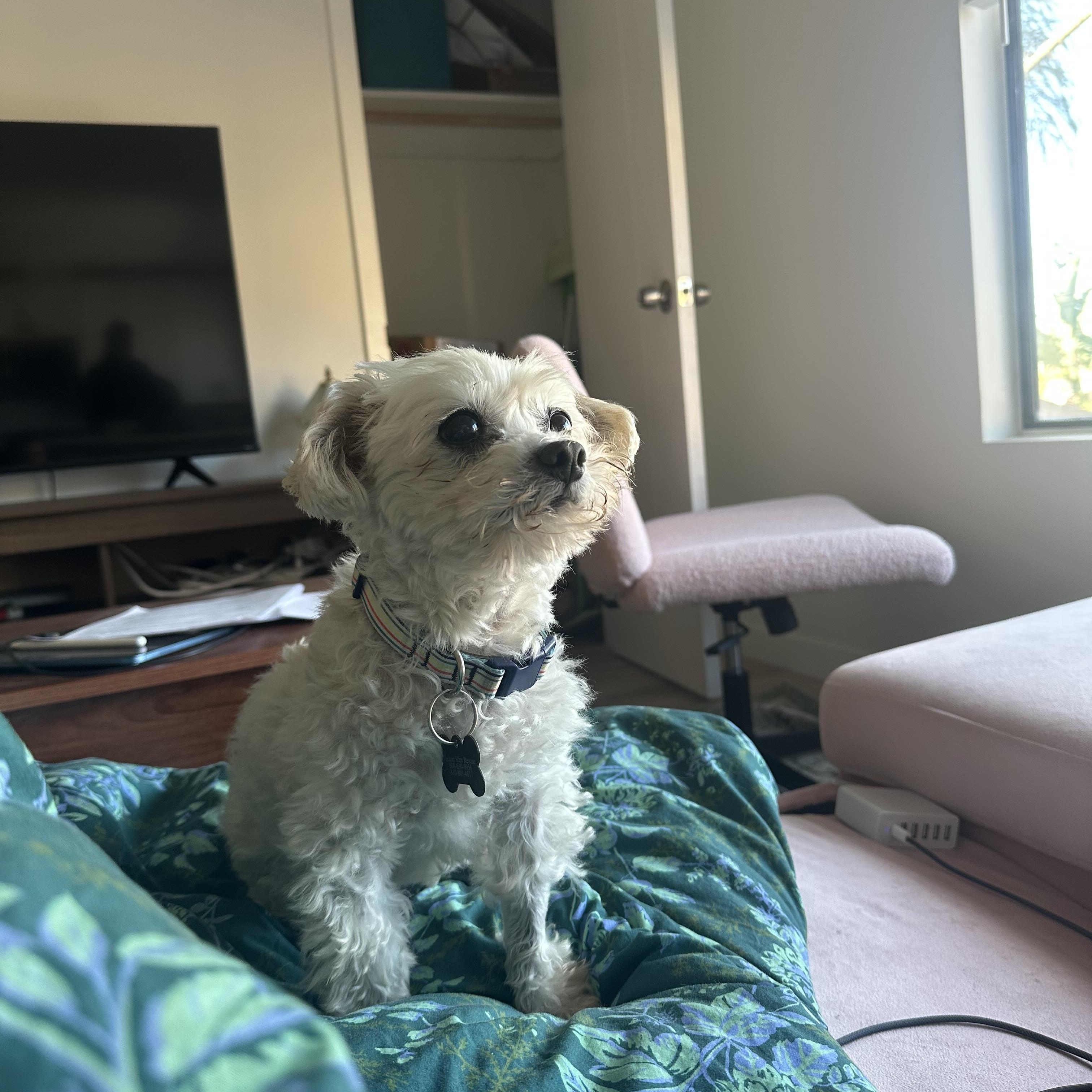 Dalton, a Adoptable mixed breed in West Hollywood, CA image 3/6