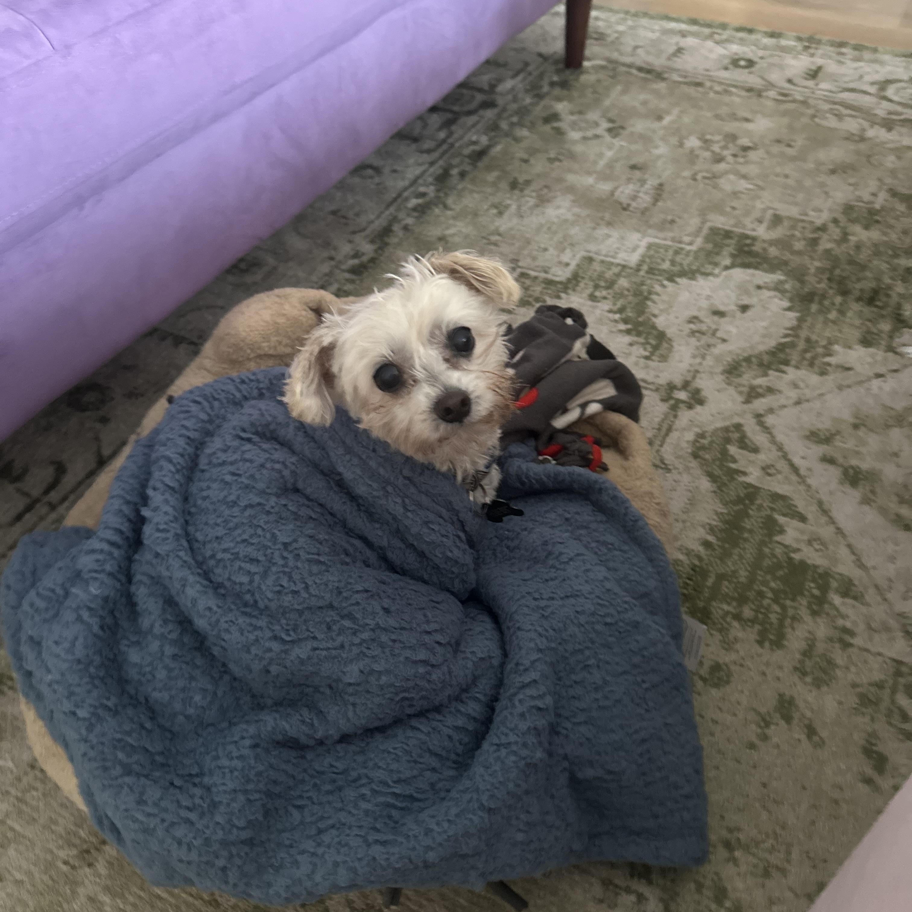 Dalton, a Adoptable mixed breed in West Hollywood, CA image 5/6