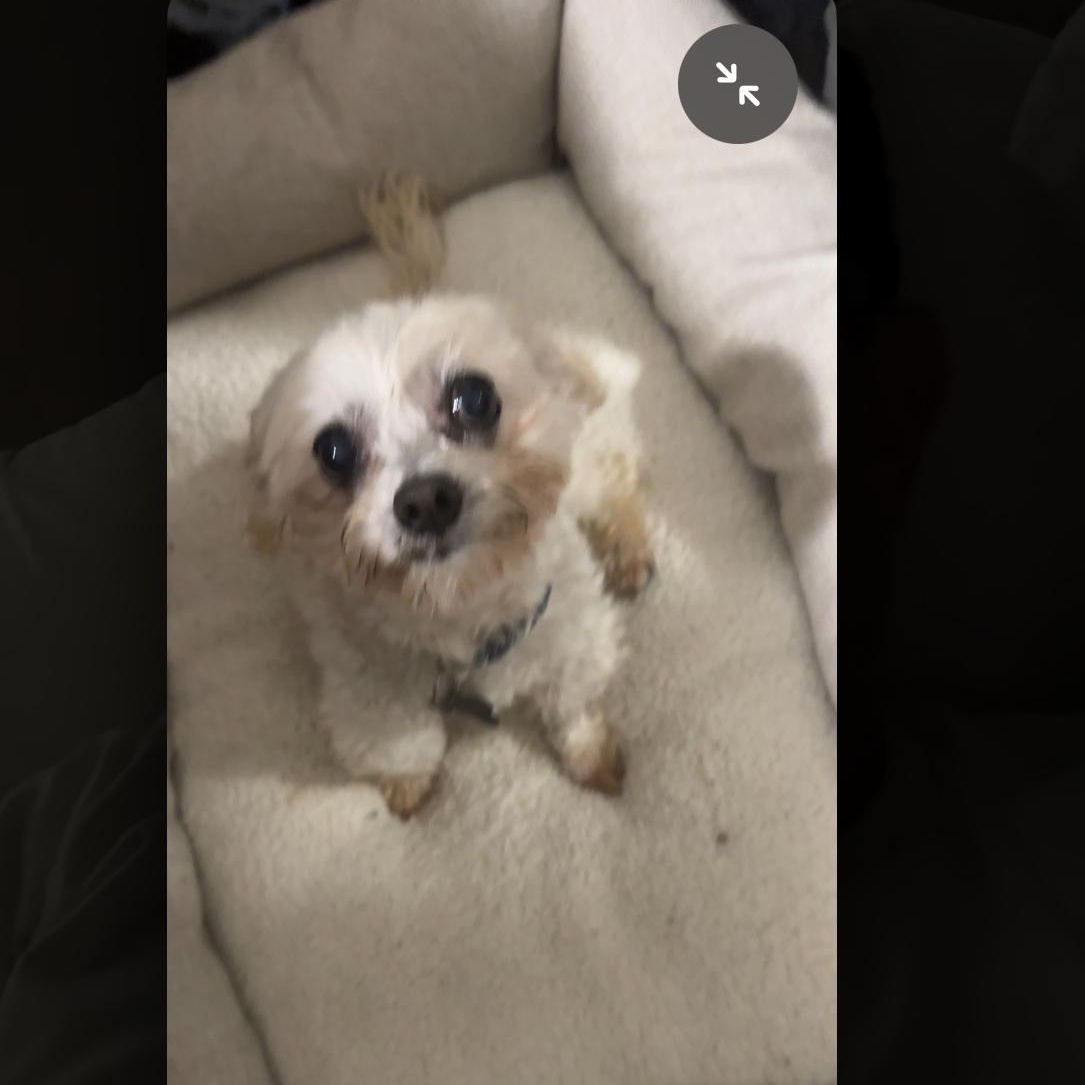 Dalton, a Adoptable mixed breed in West Hollywood, CA image 2/6