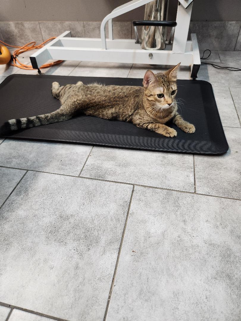 Hennessy, Adopted, Adult Female Tabby & Calico.