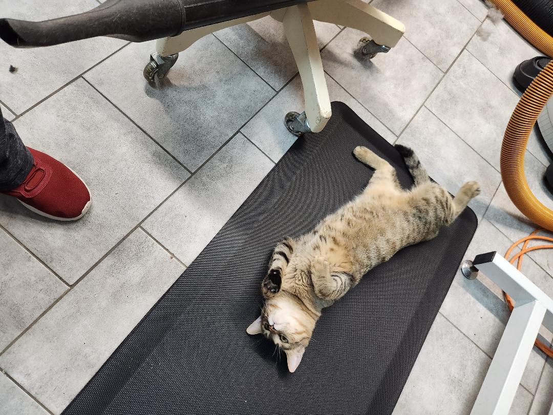 Enlarge Hennessy, a Adopted mixed breed in Rockwall, TX image 4/5