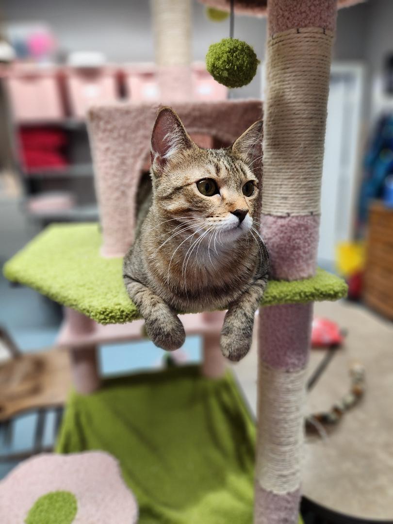 Enlarge Hennessy, a Adopted mixed breed in Rockwall, TX image 5/5