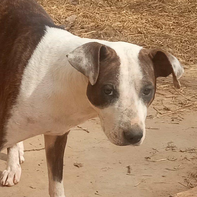 Elizabeth thumbnail 3