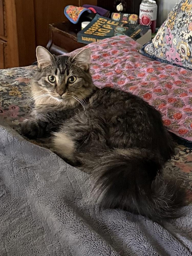 Enlarge Schitt's Creek:  Johnny Rose, a Adoptable mixed breed in Warren, CT image 5/6