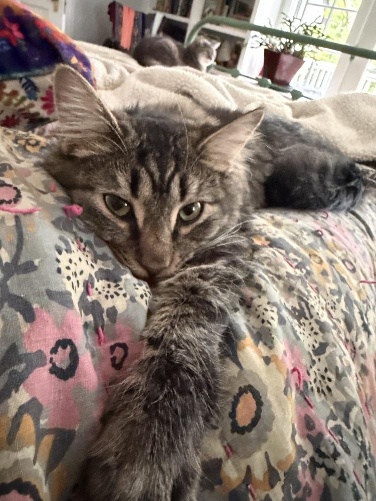 Enlarge Schitt's Creek:  Johnny Rose, a Adoptable mixed breed in Warren, CT image 1/6