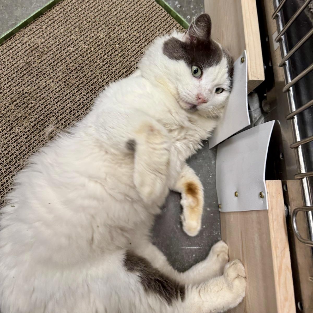 Suma, Adoptable, Adult Male Domestic Short Hair.