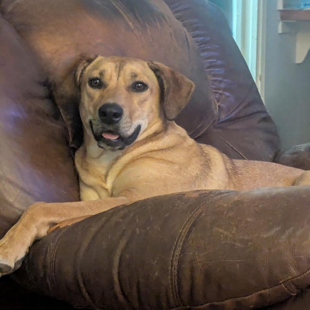 Penny, a Adoptable mixed breed in Allentown, PA image 2/6