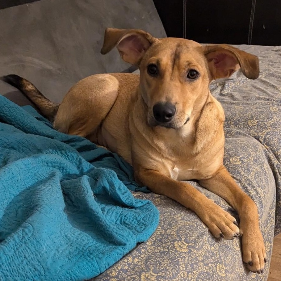Penny, a Adoptable mixed breed in Allentown, PA image 4/6