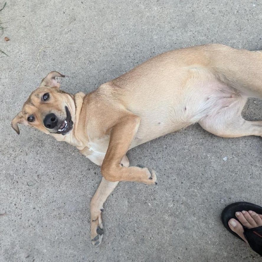 Penny, a Adoptable mixed breed in Allentown, PA image 5/6