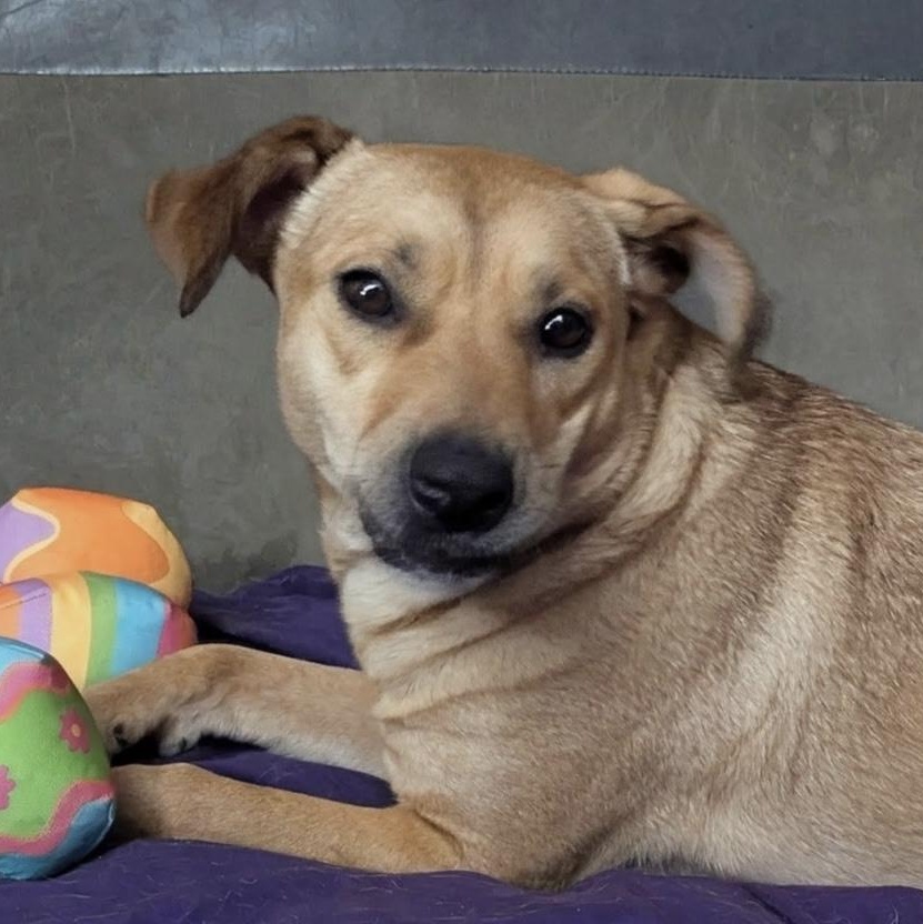 Penny, a Adoptable mixed breed in Allentown, PA image 3/6
