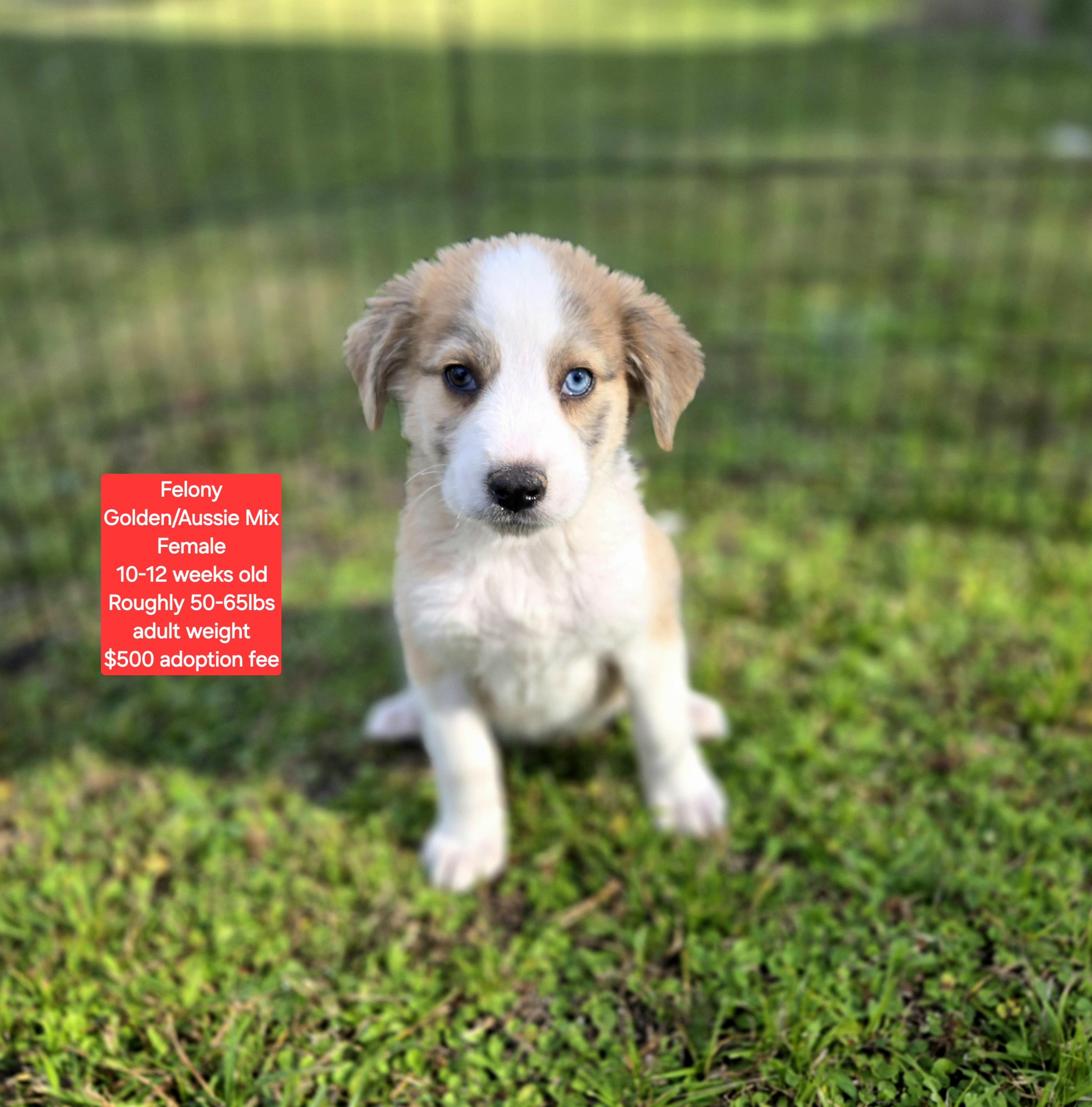 Enlarge Felony , a ADOPTABLE mixed breed in Oviedo, FL image 1/2